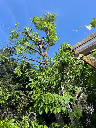 Obstbaumpflege und Baumschnitt im Garten