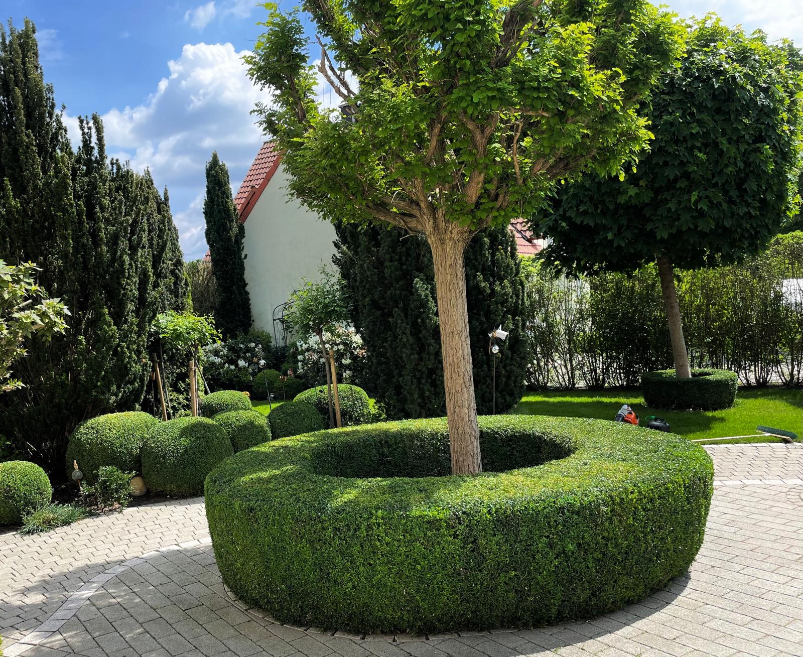 Rasenpflege und Gartenschnitt Kundenprojekt